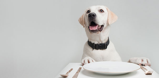 Labrador Dinner Table