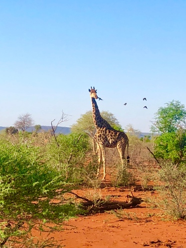 Giraffe Jaci's Lodge Safari South Africa